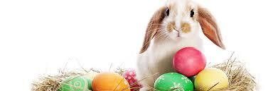 Attention les lapins arrivent!!!